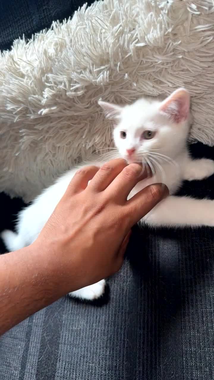 Mixed Breed cats for sale: 3 Kittens (2F 1M)   1/2 British shorthair  in Birmingham - Video 2