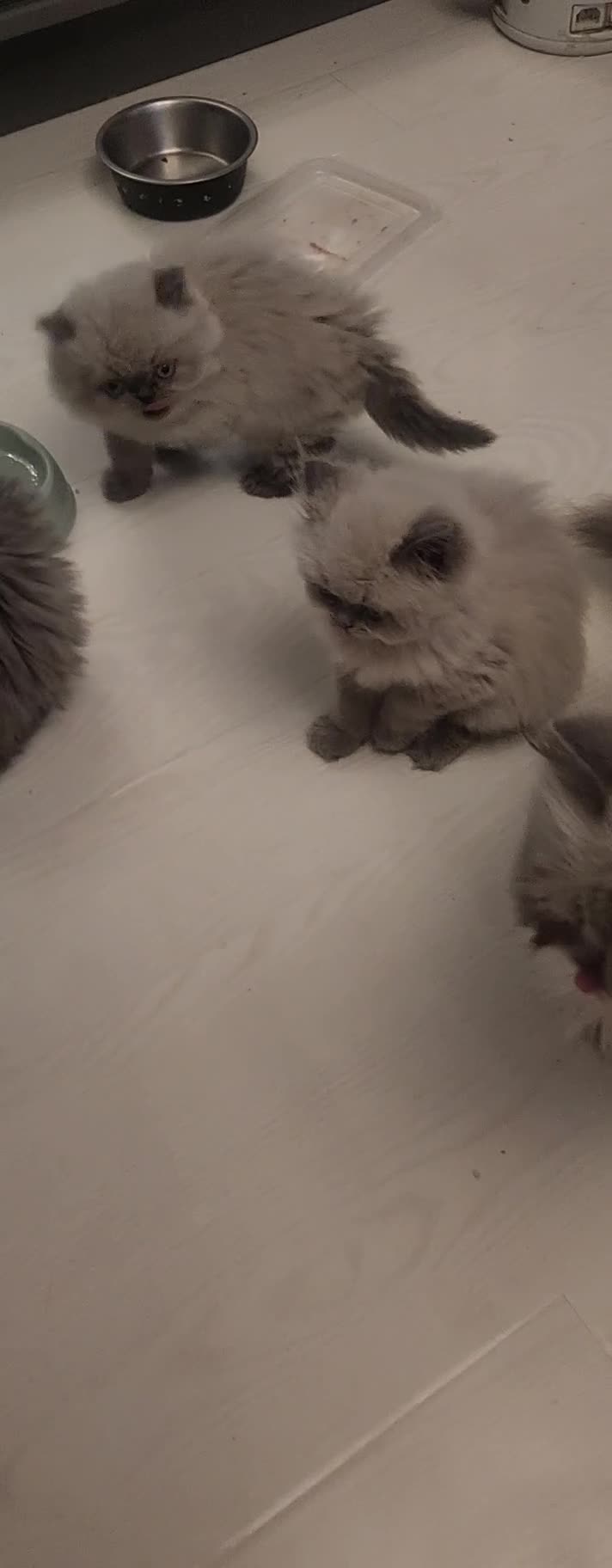 Persian cats for sale: Beautiful blue eyed rare percian point - Video 1