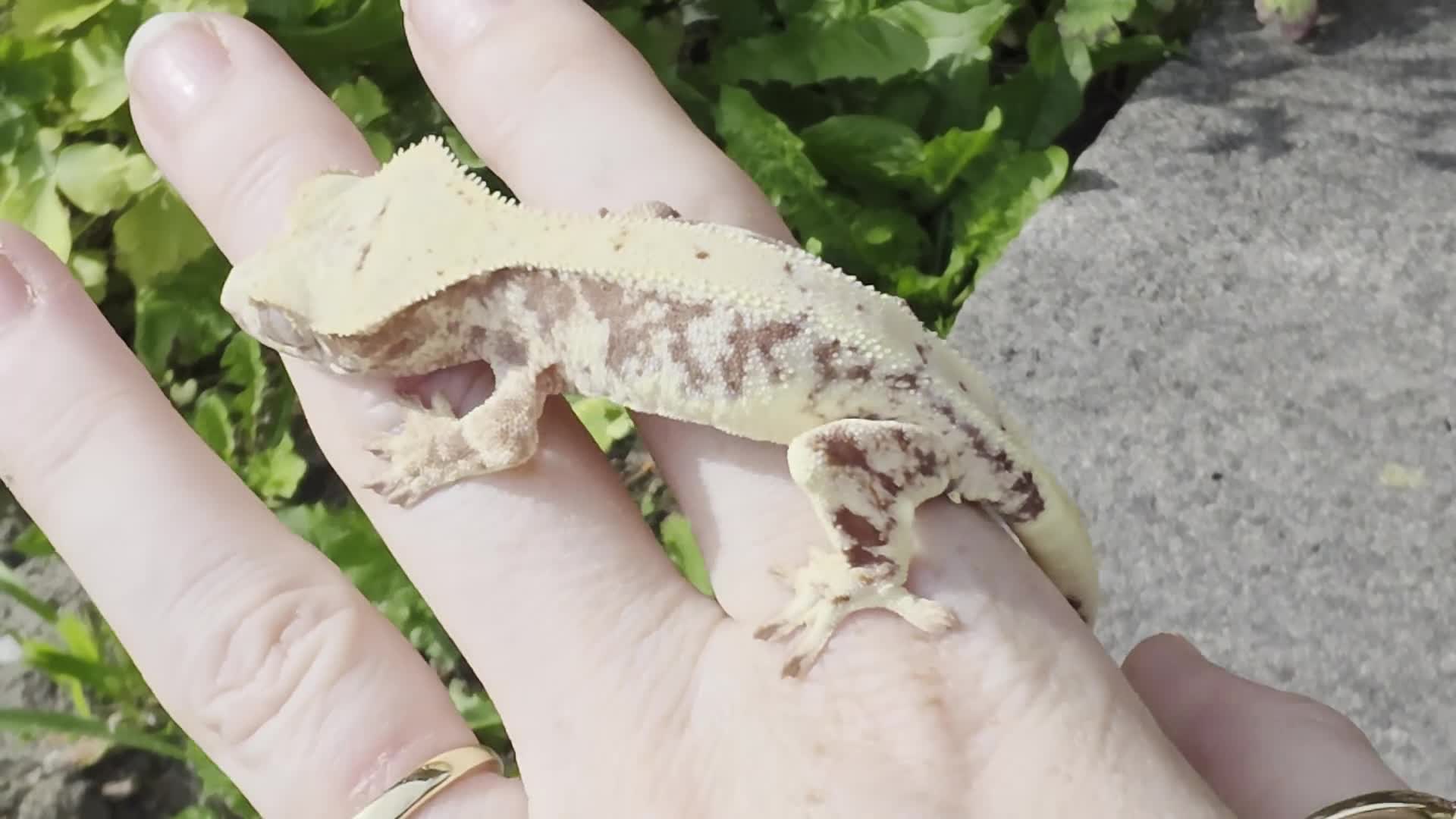 Gecko reptiles for sale: Various crested geckos - Video 1