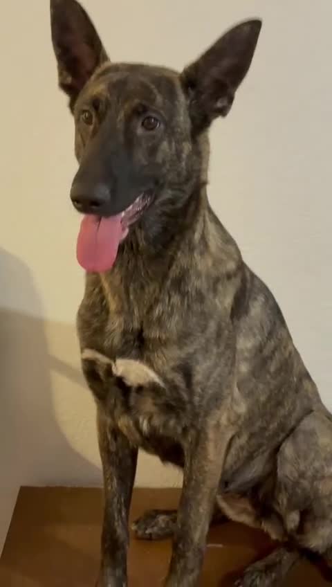 Mixed Breed dogs for sale: German Shepherd mixed breed dog in Darlington - Video 1