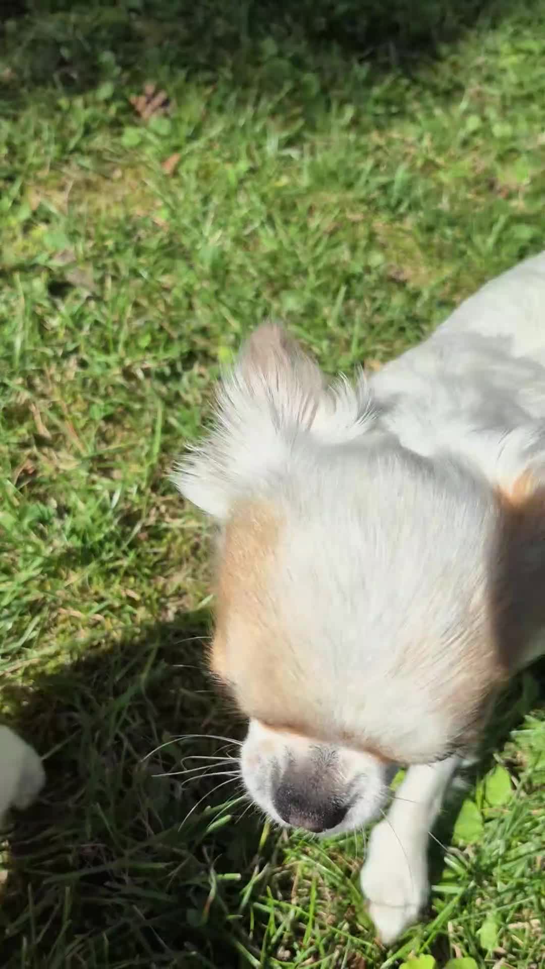 Chihuahua dogs for sale: Stunning Long-Haired Chihuahua Puppies in Guildford - Video 1