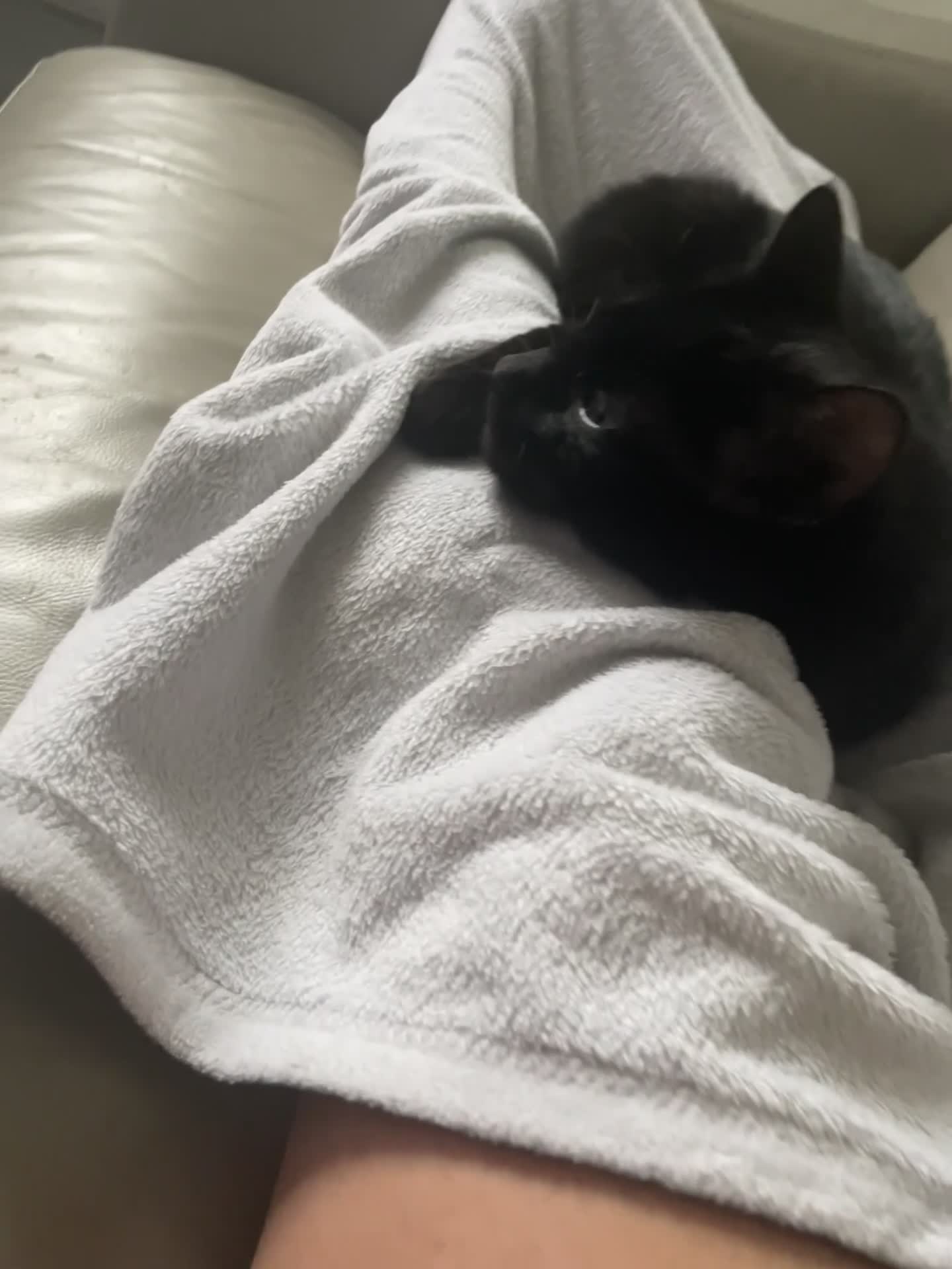 American Shorthair cats for sale: Two cats available  - Video 1