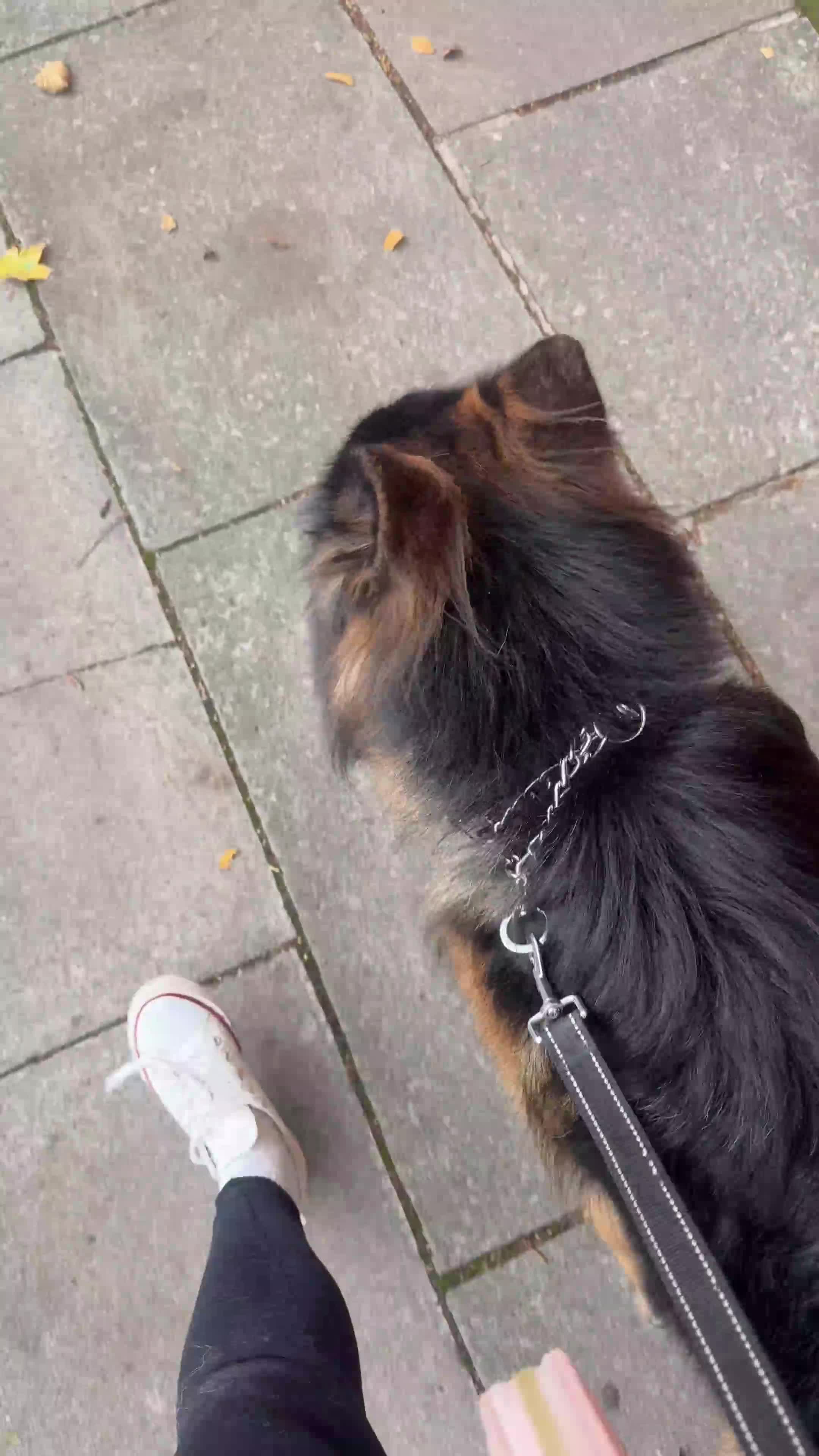 German Shepherd dogs for stud: Long Haired Black & Tan GSD Stud  - Video 4