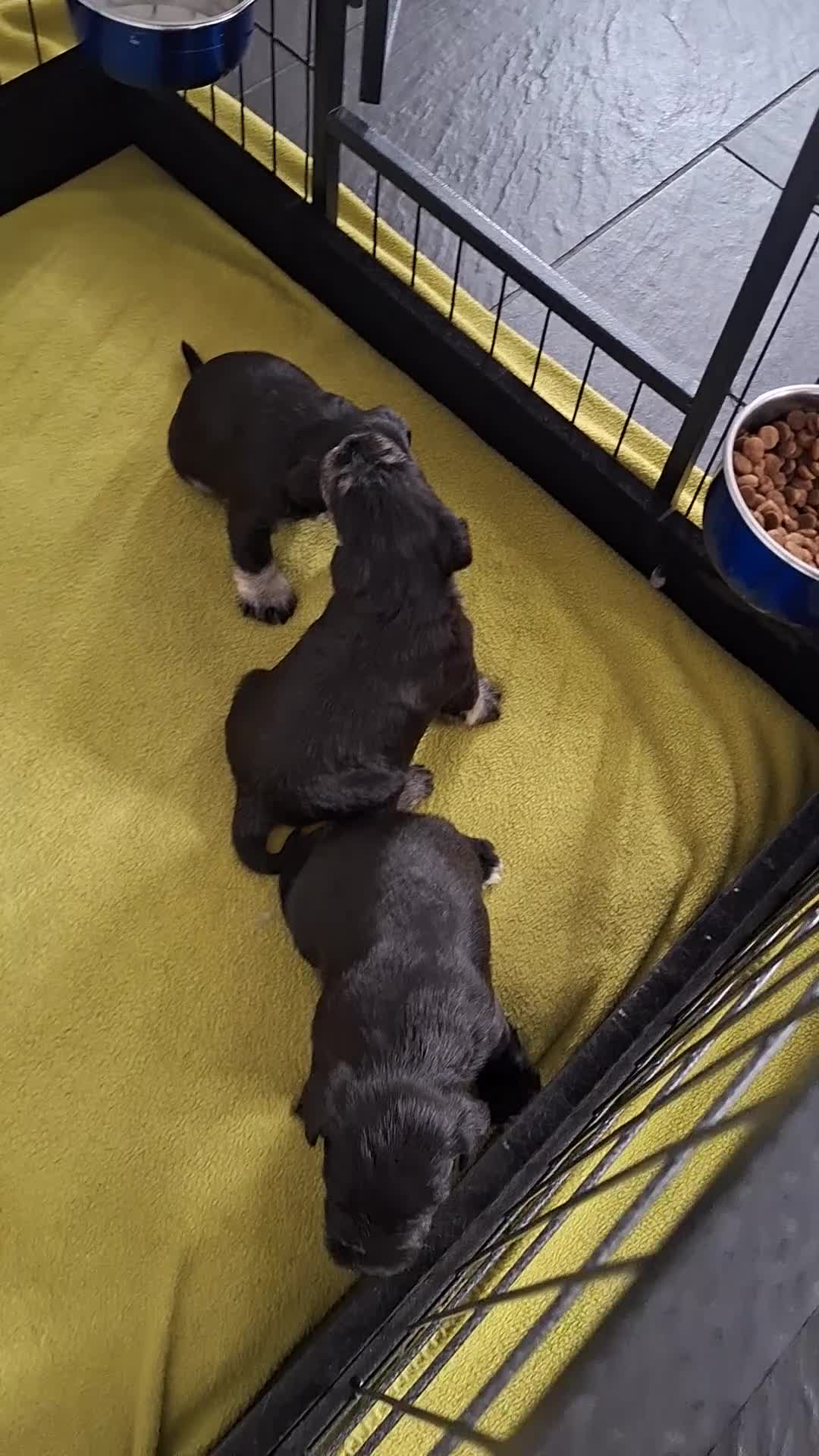 Miniature Schnauzer dogs for sale: 3 adorable miniature schnauzer puppies  - Video 1