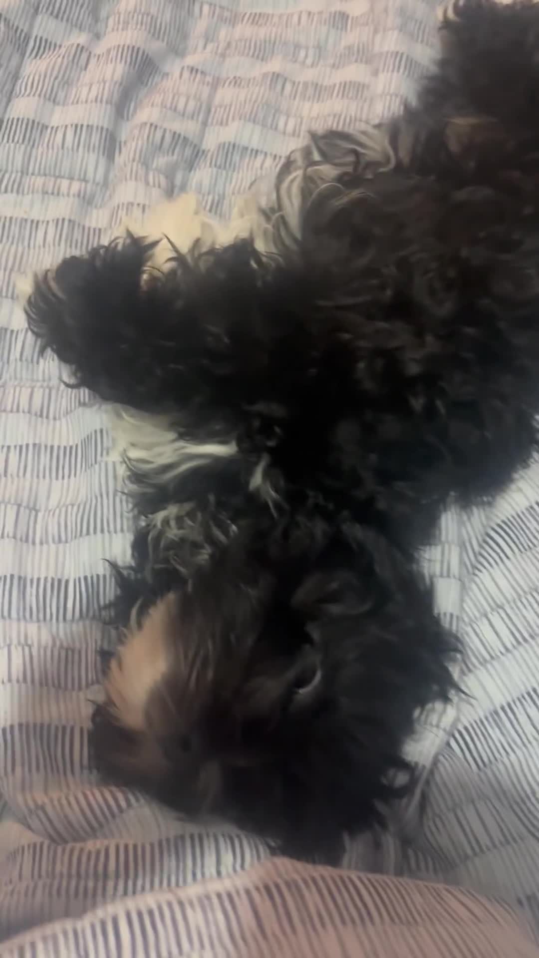 Shihpoo dogs for sale: Shi poo  - Video 2
