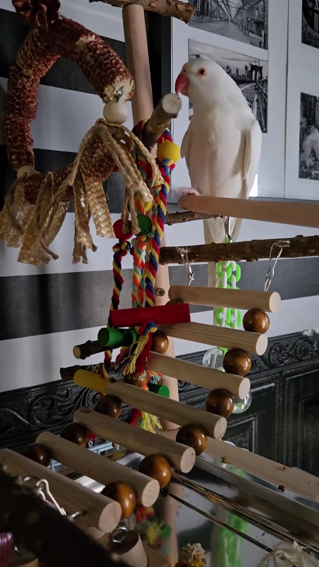 Ringnecks birds for sale: Albino ringneck in Reading - Video 1