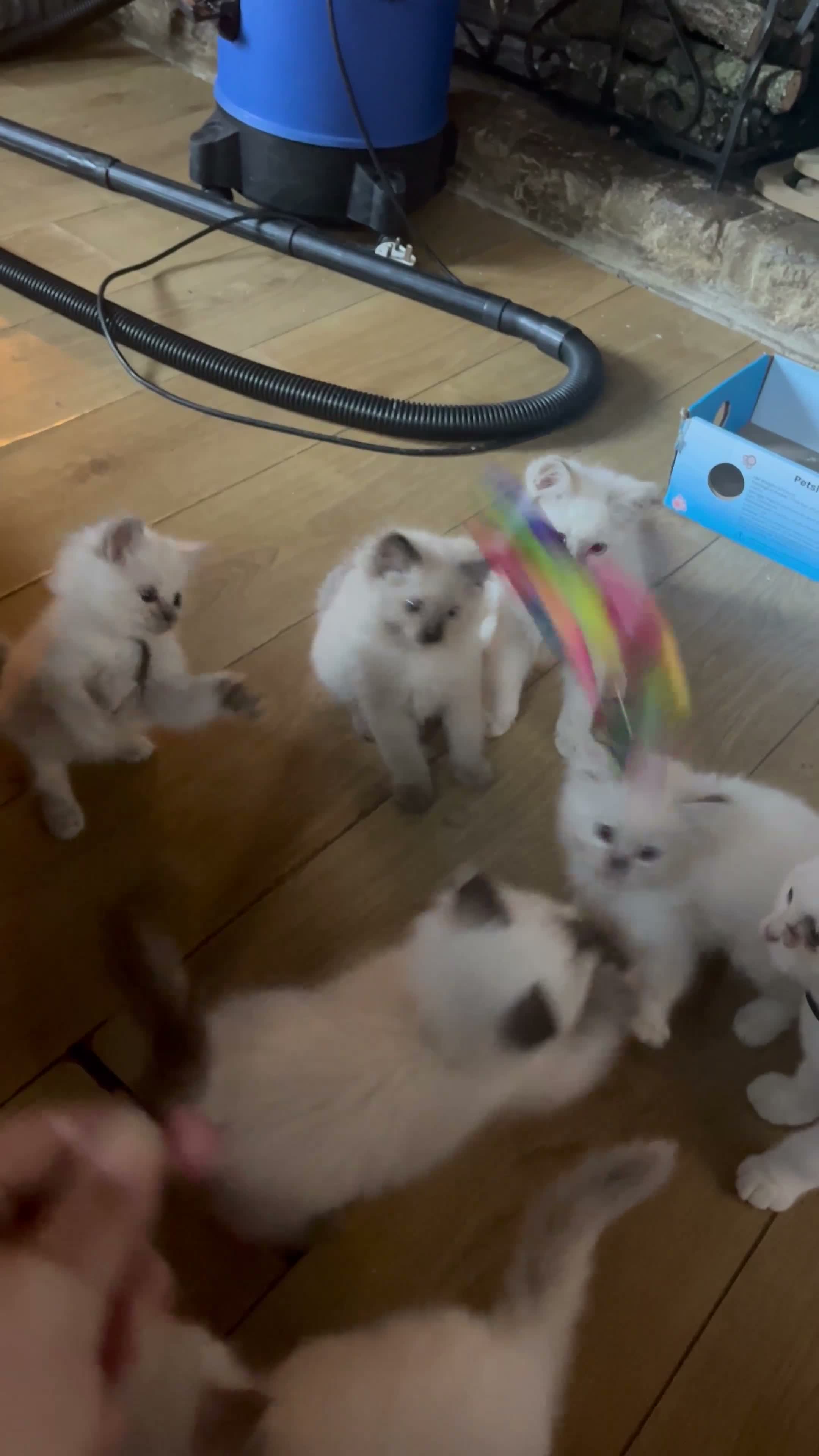 Ragdoll cats for sale: Gorgeous Tica ragdoll kittens  - Video 1