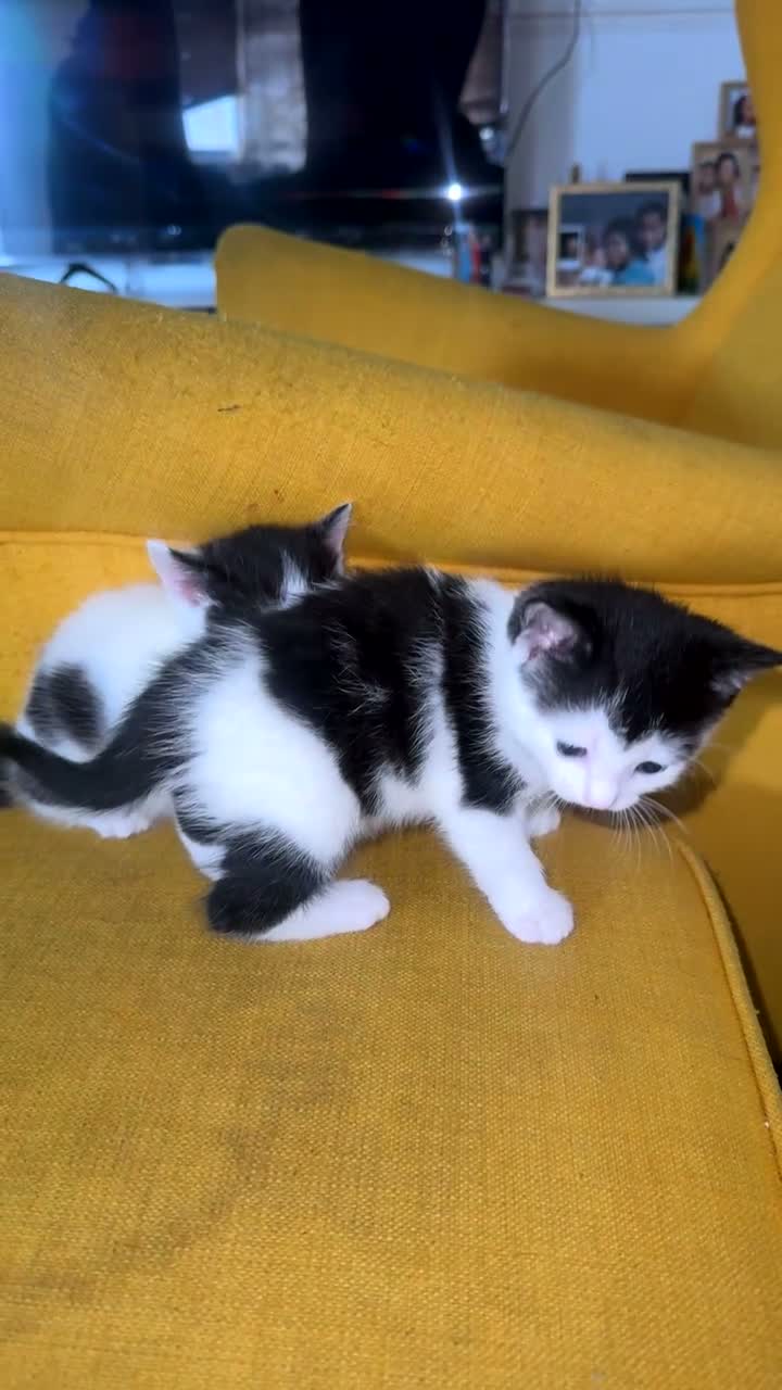British Shorthair cats for sale: Adorable Black & White Kittens - Video 1