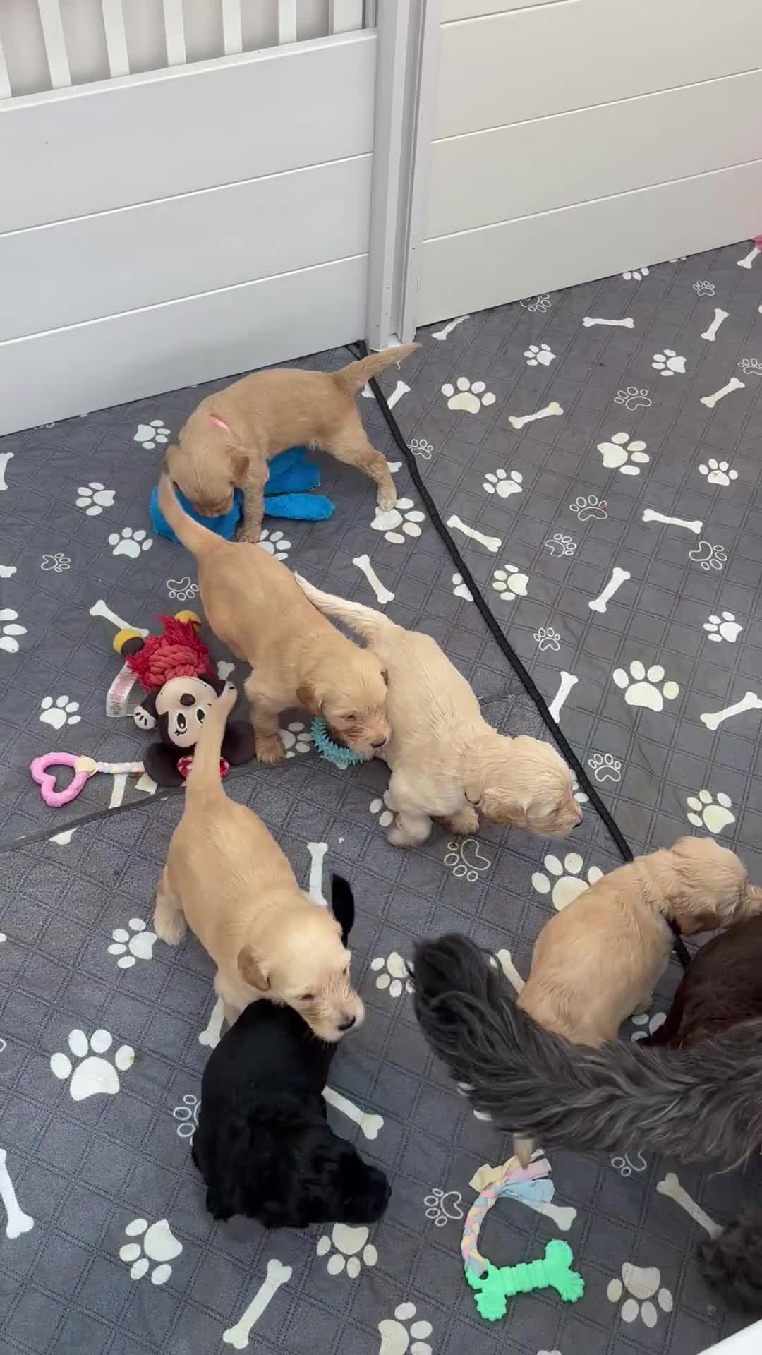 Mixed Breed dogs for sale: Last 2! Gorgeous Ultimate Doodles - Video 2