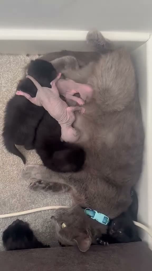 Mixed Breed cats for sale: Cat Kittens looking for forever homes  in Telford - Video 2