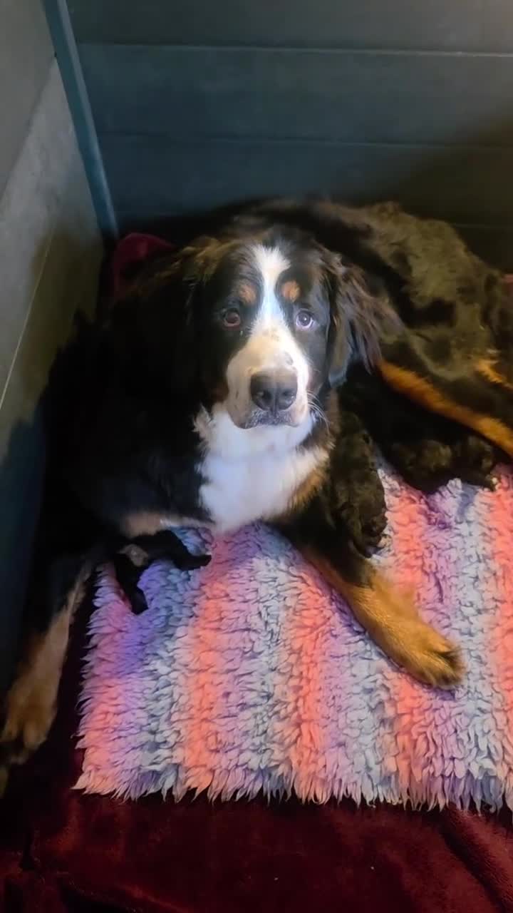 Bernedoodle dogs for sale: Top Quality BERNEDOODLE Puppies  - Video 1
