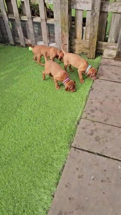 Hungarian Vizsla dogs for sale: Hungarian Russet Gold Vizsla Puppies.Non KC. - Video 1