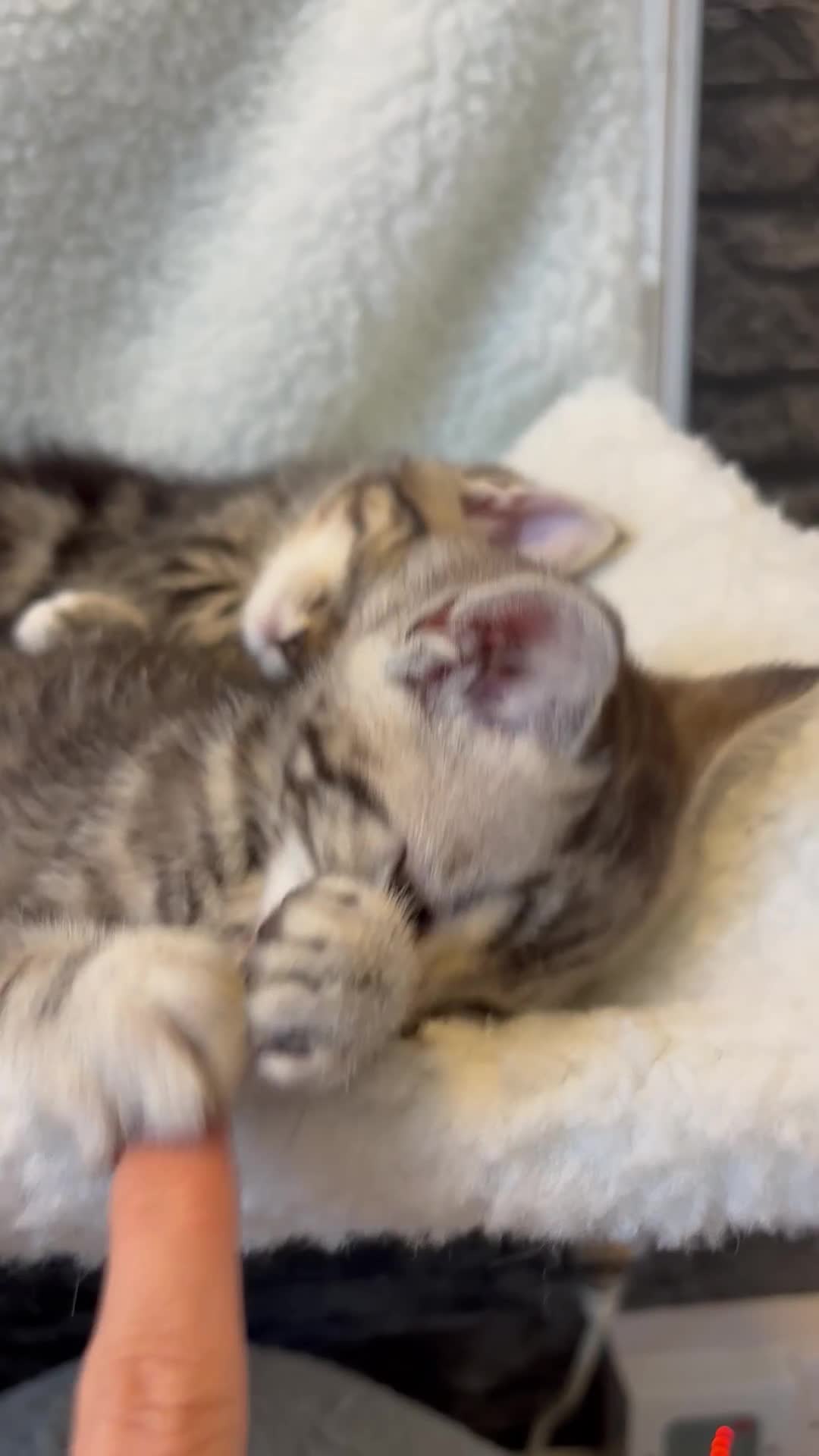 Scottish Fold cats for sale: Adorable Scottish Straight Kittens 💞 - Video 3