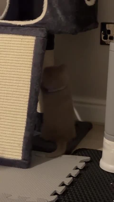 British Shorthair cats for sale: British Shorthair kitten for sale – BOY - Video 1