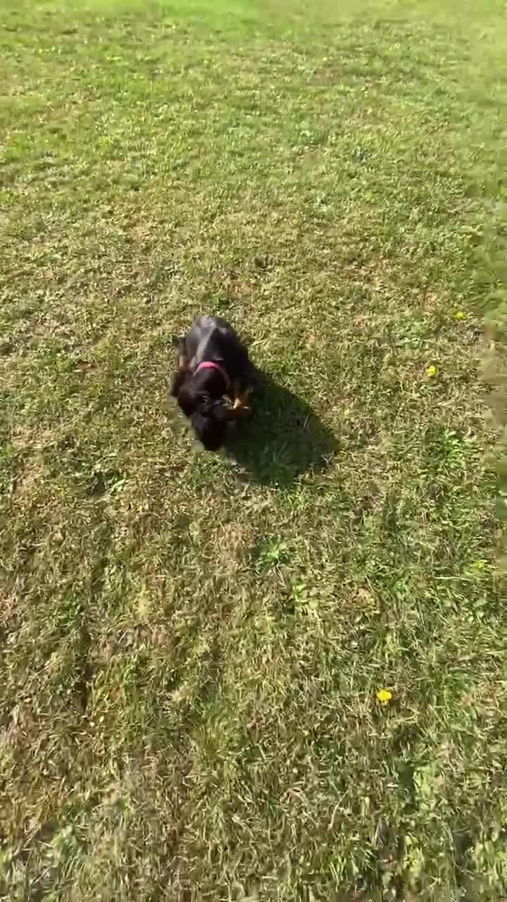 Cocker Spaniel dogs for sale: Trained Cocker Spaniel for sale *Reserved* - Video 3