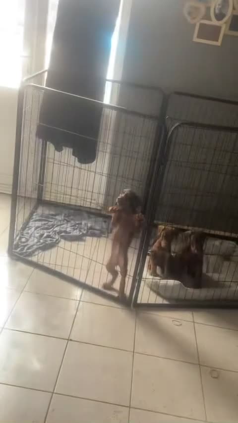Dobermann dogs for sale: Amazing Doberman puppies ,Gambol/zues - Video 2
