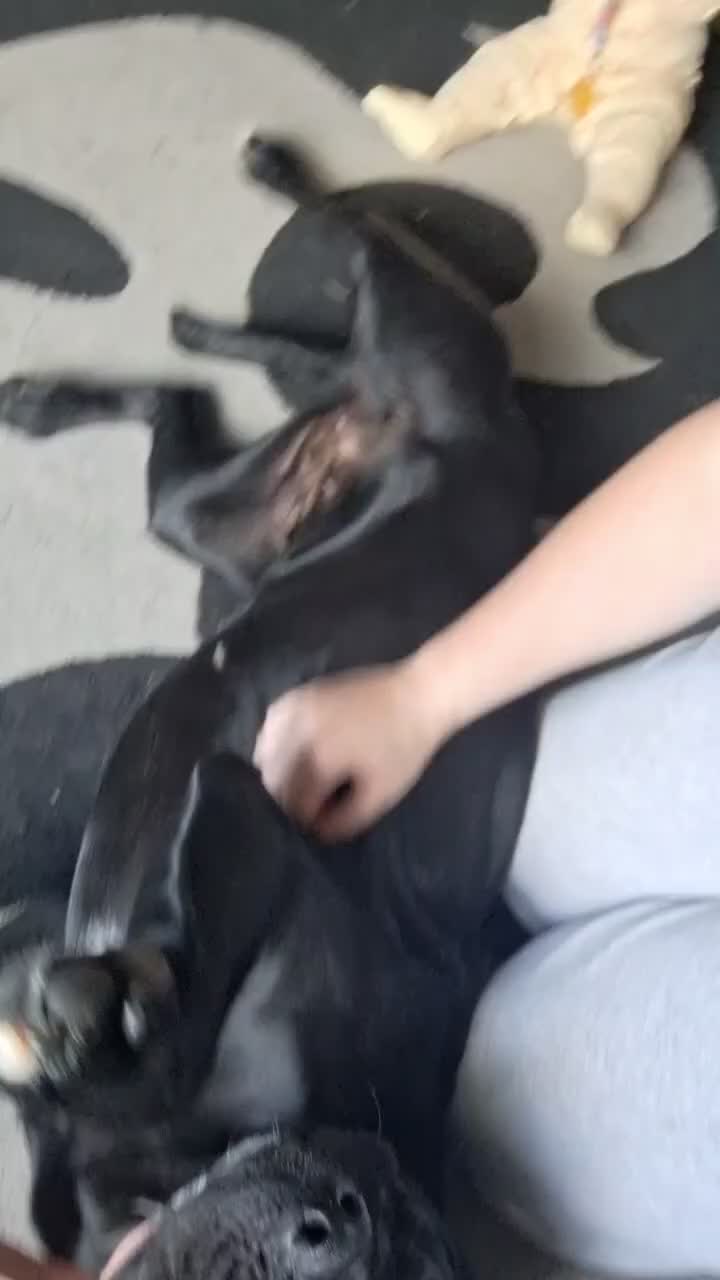 Cane Corso dogs for sale: Female cane corso in Gainsborough - Video 2