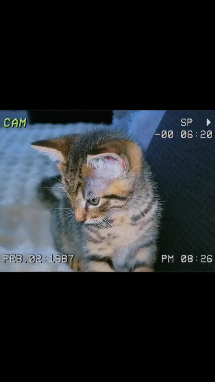 Mixed Breed cats for sale: Male kitten  in Gravesend - Video 1