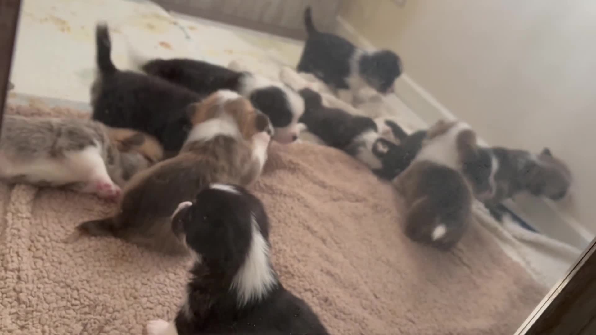 Welsh Corgi Pembroke dogs for sale: Welsh corgi (Pembroke) puppies - Video 2