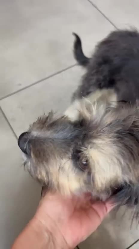 Mixed Breed dogs for adoption: Biona 🩷 in Boston - Video 1
