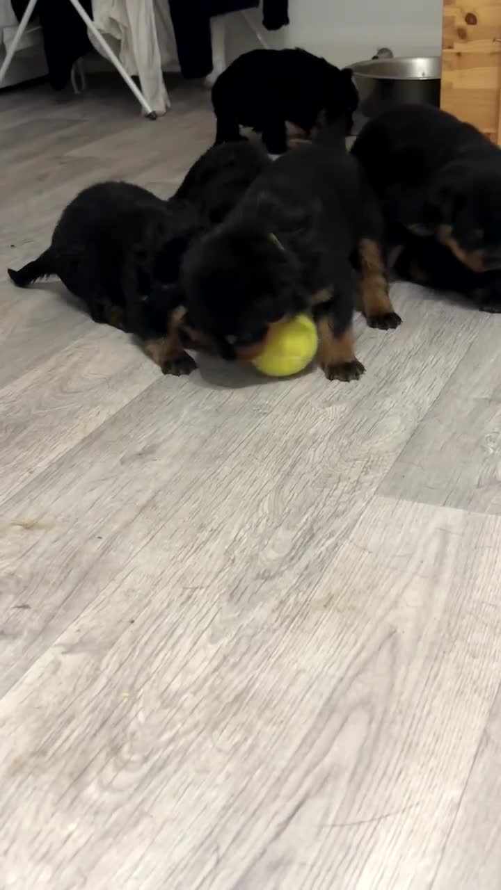 Rottweiler dogs for sale: Last two left!! Rottweiler puppies - Video 4