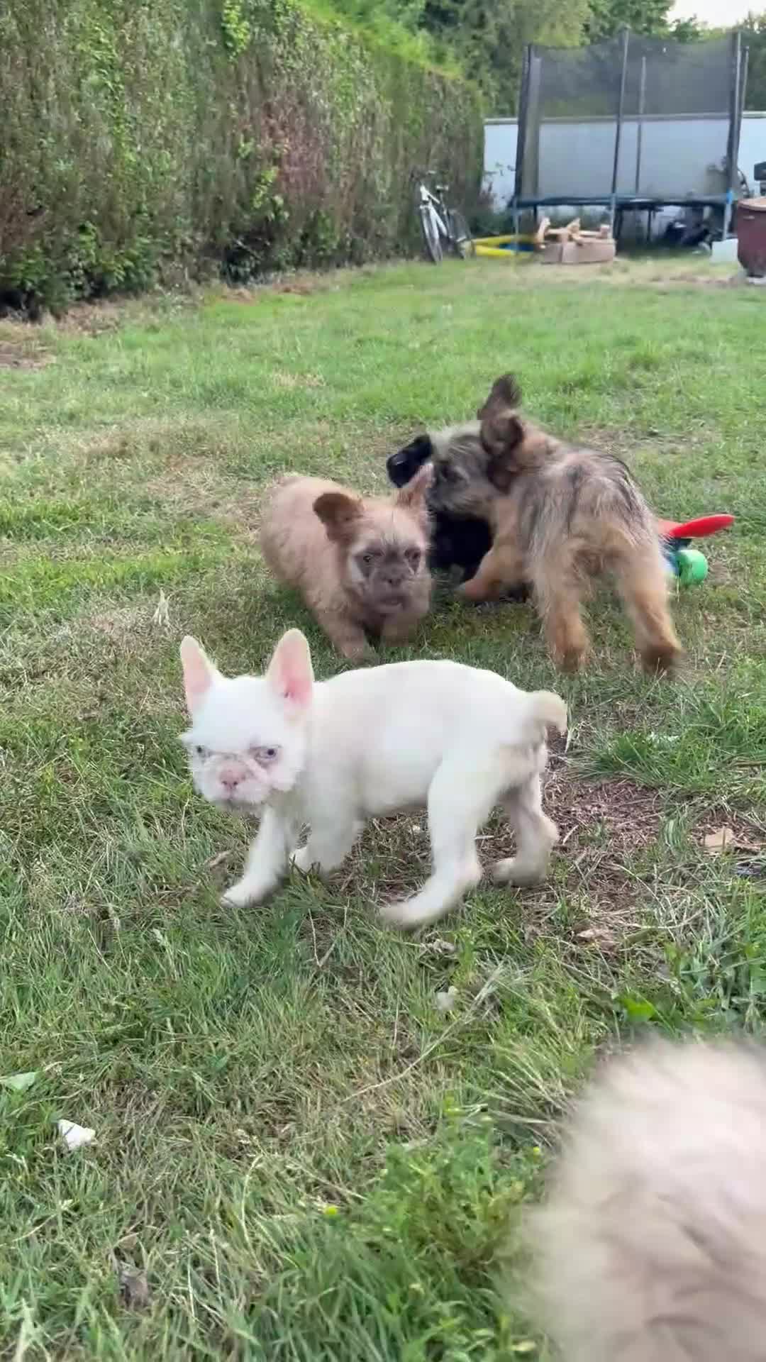 French Bulldog dogs for sale: French bulldog puppies please read description  - Video 1