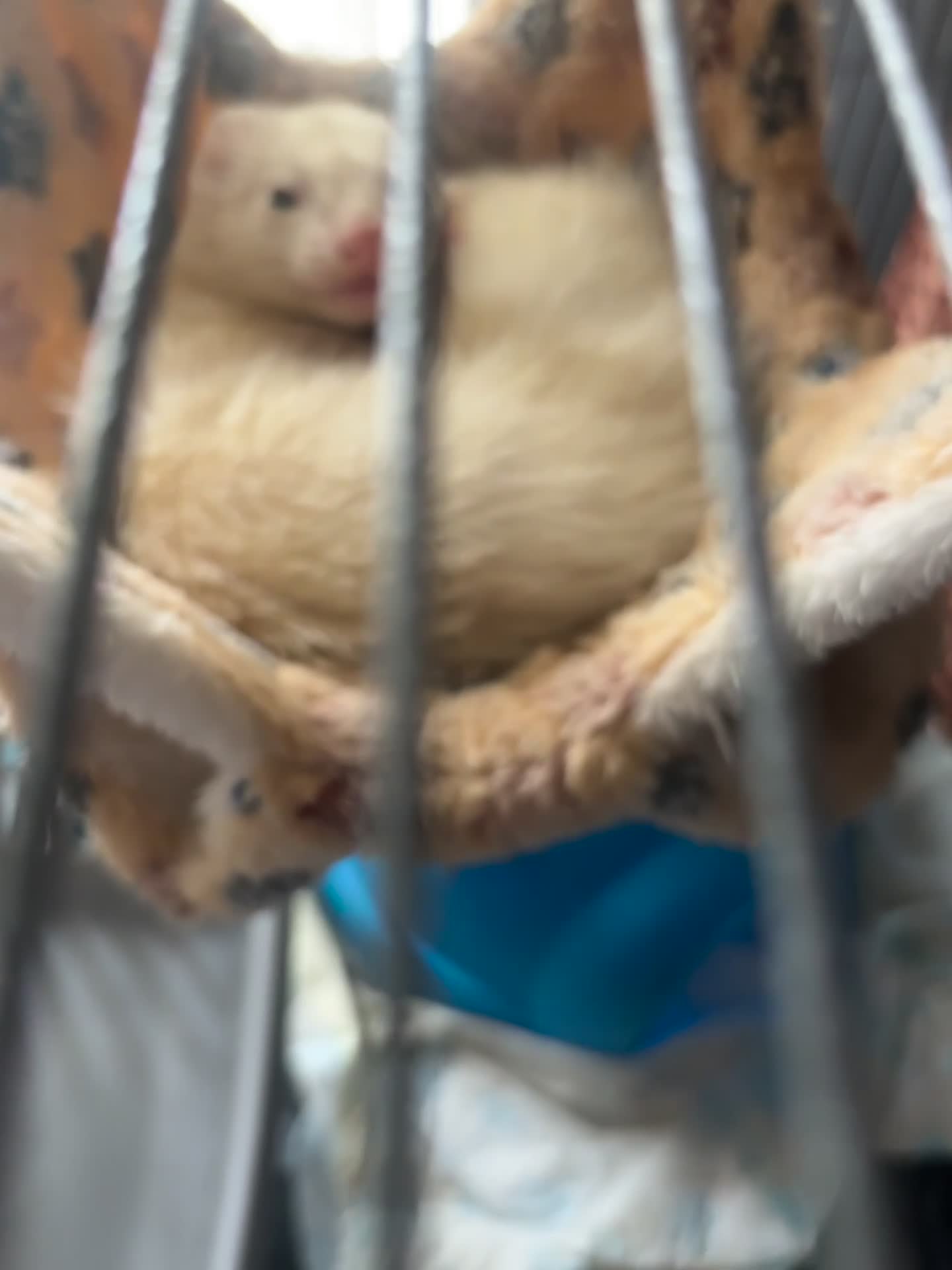 Ferret rodents for sale: beautiful ferret  in Nottingham - Video 2