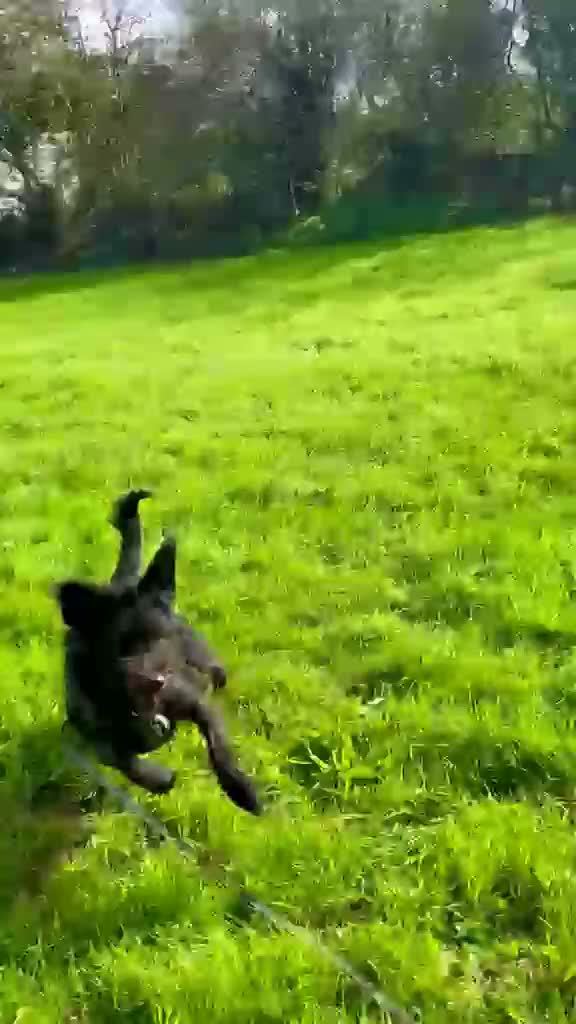 Mixed Breed dogs for adoption: Forever home needed for dear Tim - Video 1