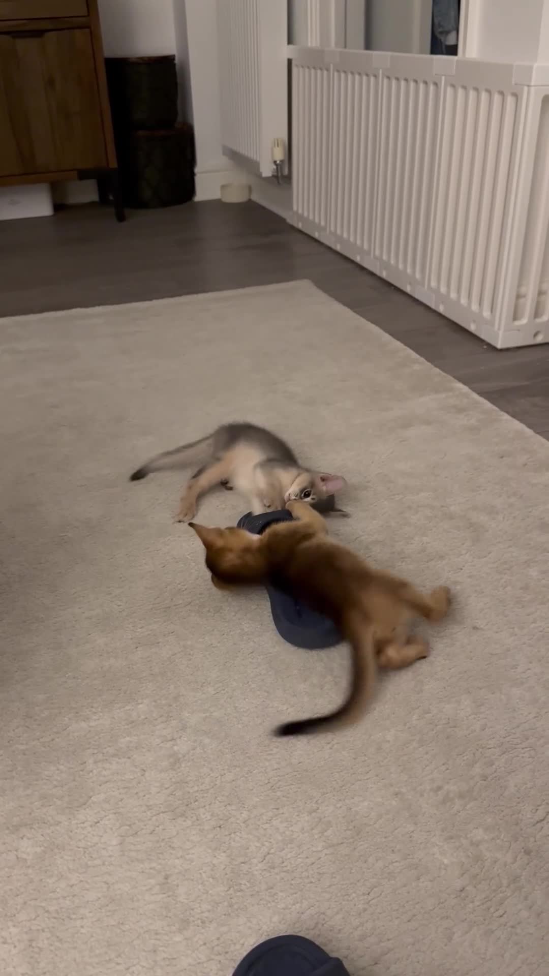 Abyssinian cats for sale: 🐾 Two Gorgeous Abyssinian Kittens 🐈‍⬛ - Video 2