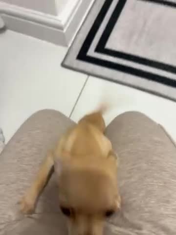 Chihuahua dogs for sale: Miniature chihuahua puppies (champion litter)  - Video 3