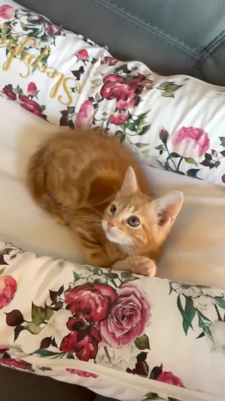 Mixed Breed cats for sale: ** Glamorous Ginger Girl ** Bengal Cross ** - Video 1