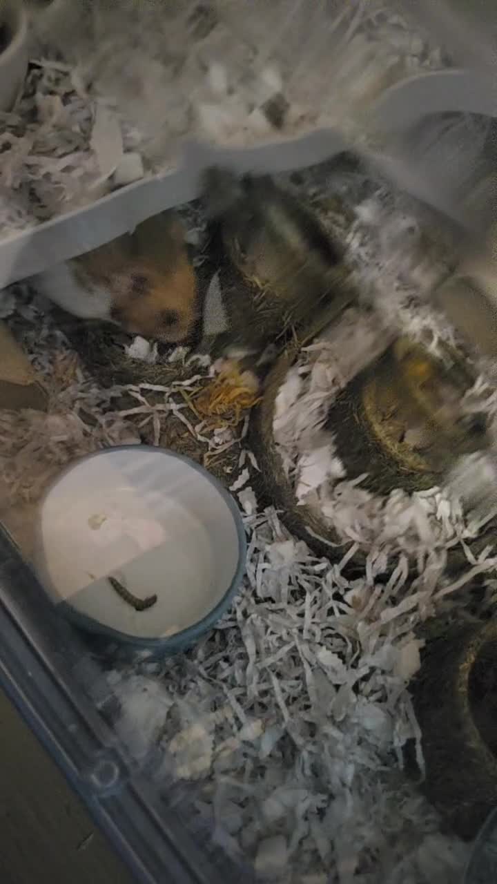 Hamster rodents for sale: Female syrian hamster - Video 1
