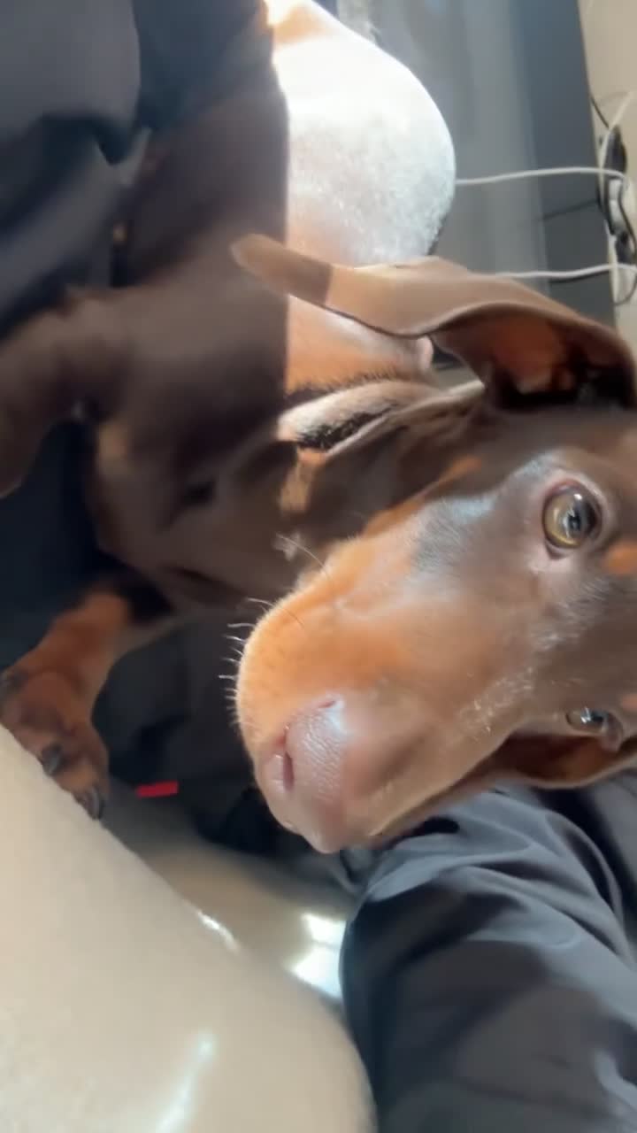 Dachshund dogs for sale: Chocolate tri dachshund  - Video 1