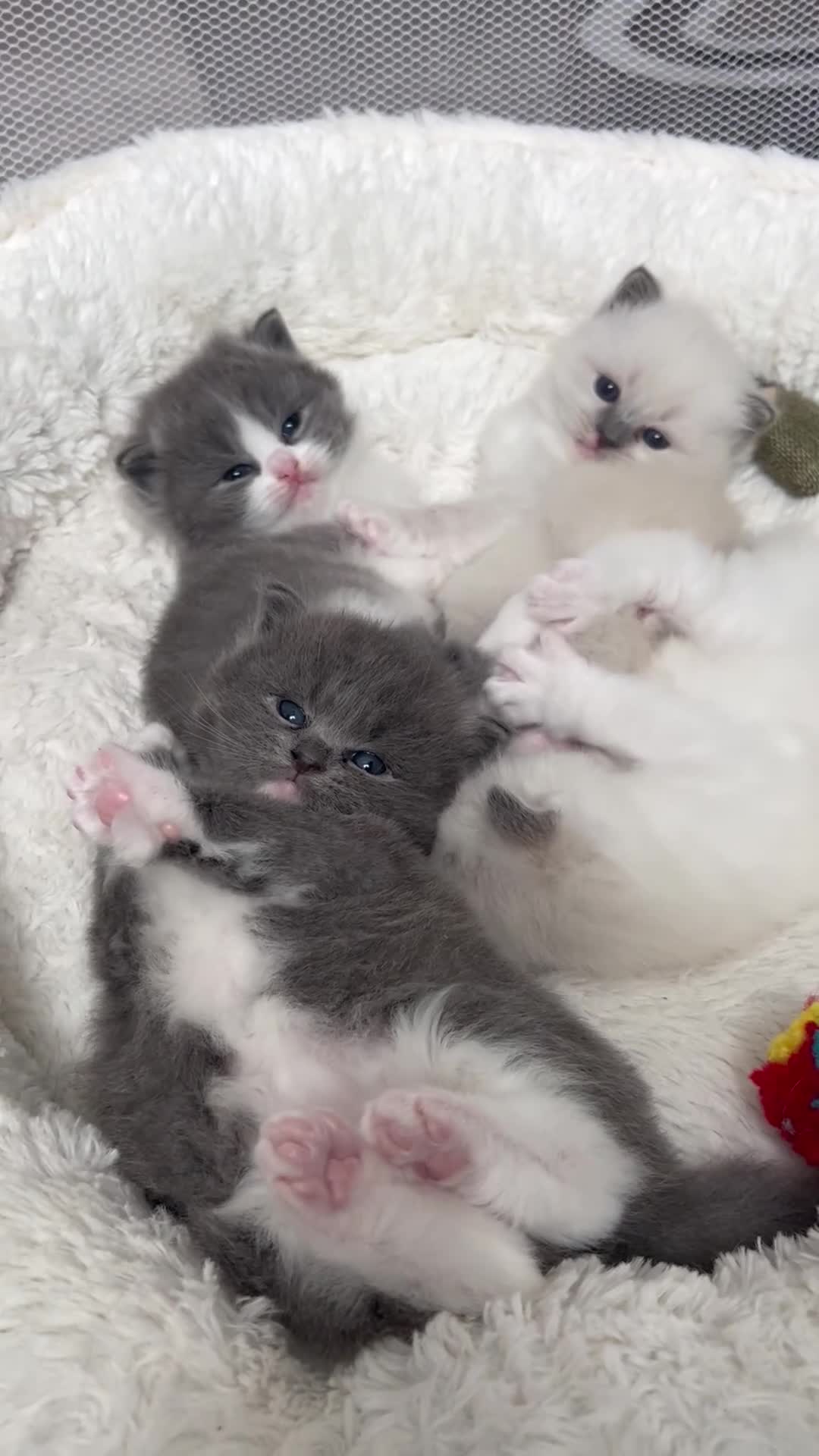 Ragdoll cats for sale: Ragdoll kittens  - Video 1