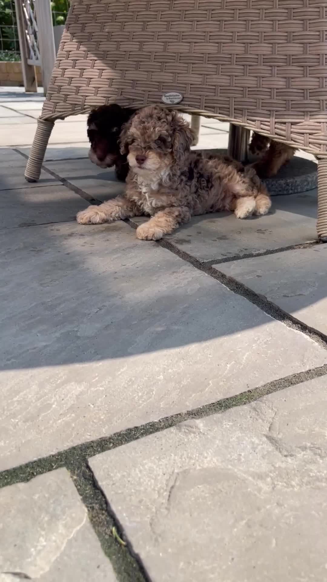 Cockapoo dogs for sale: Unique & stunning full DNA tested Cockapoo puppies - Video 2