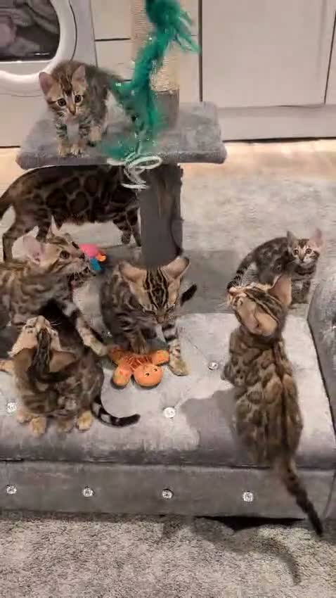 Bengal cats for sale: 🔥✨Pedigree TICA-Registered Bengals - Video 1