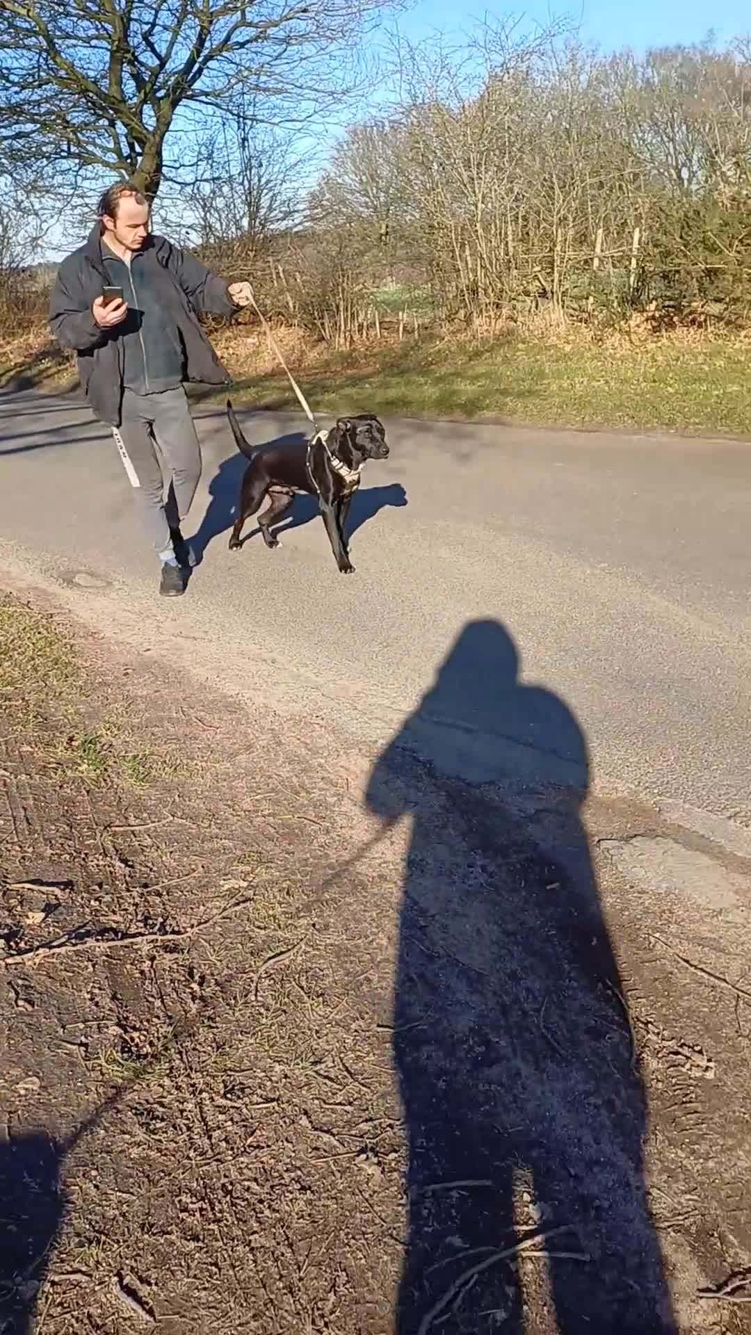 Mixed Breed dogs for adoption: SHEAMUS-a sensitive Soul for the right Human Match - Video 4