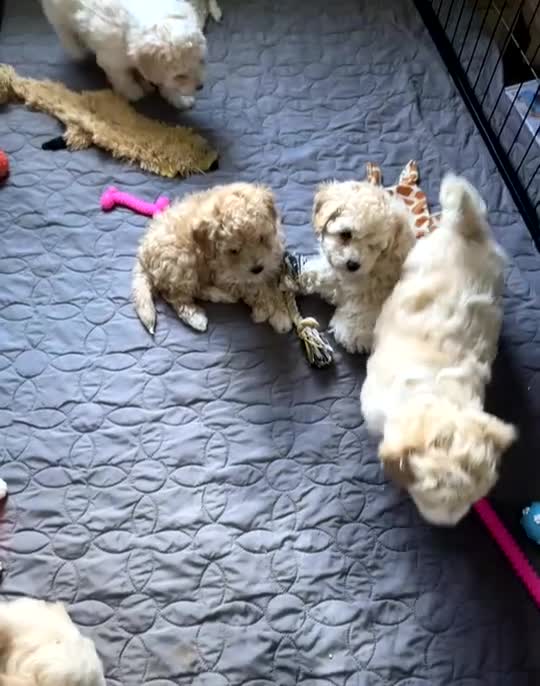 Mixed Breed dogs for sale: Cavapoochons  - Video 1