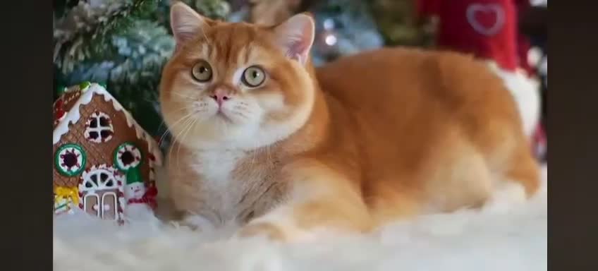 British Shorthair cats for stud: ACTIVE reg imported chocolate golden DBE for stud  - Video 1