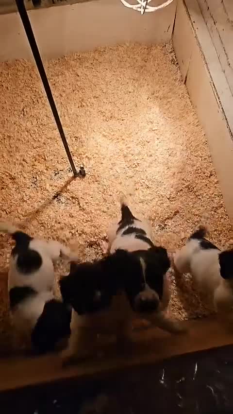 English Springer Spaniel dogs for sale: Springer spaniel pups  - Video 1