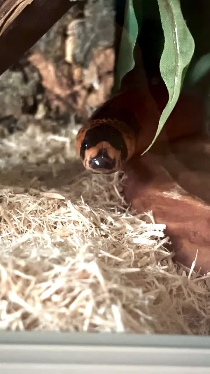 Milk Snake reptiles for sale: Fully grown Honduran milk snake + vivarium set up - Video 1