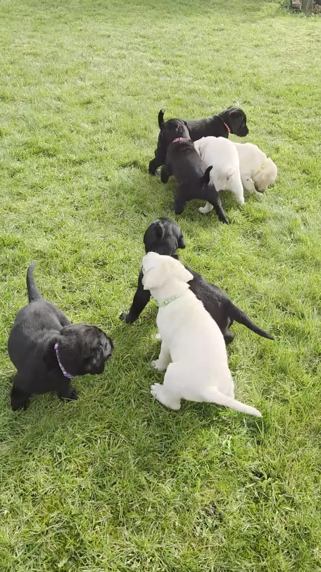 Labrador Retriever dogs for sale: Beautiful Labradors Puppies - Video 1