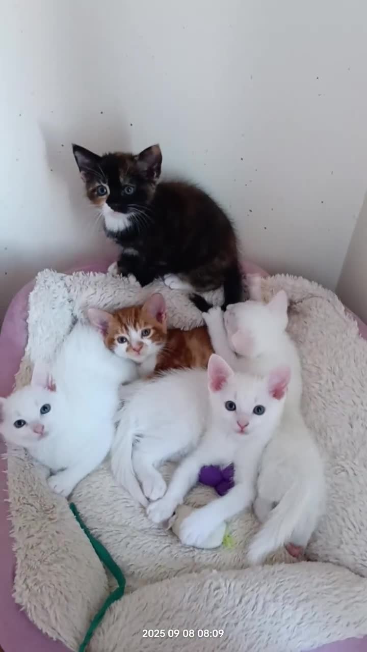 European cats for sale: Lovely kittens looking a new house - Video 2