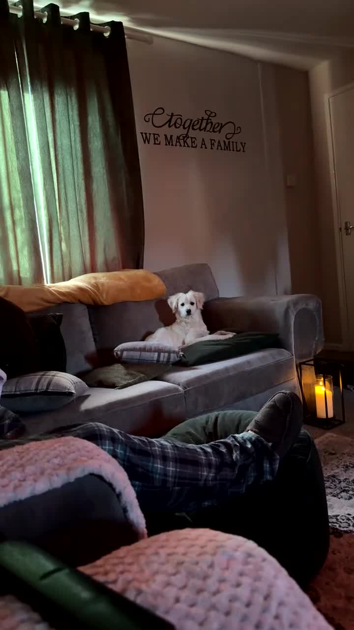 Mixed Breed dogs for sale: Meet Teddy!  - Video 3