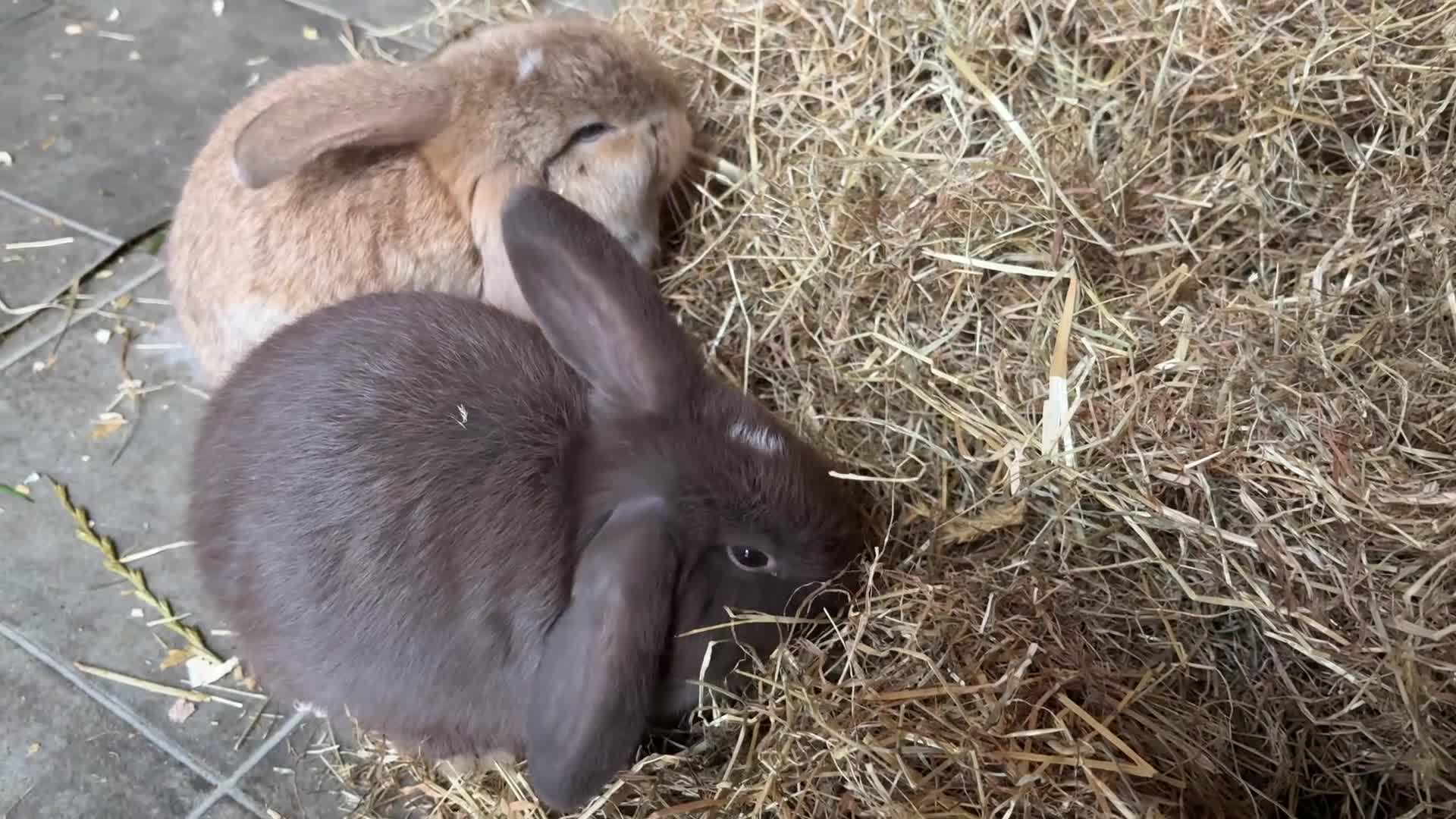 Dwarf Lop rabbits for sale: Dwarf lops ready for forever homes 15th November  - Video 3
