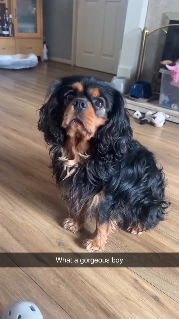Cavalier King Charles Spaniel dogs for stud: KC-Health tested Cavalier King Charles Stud in Doncaster - Video 1
