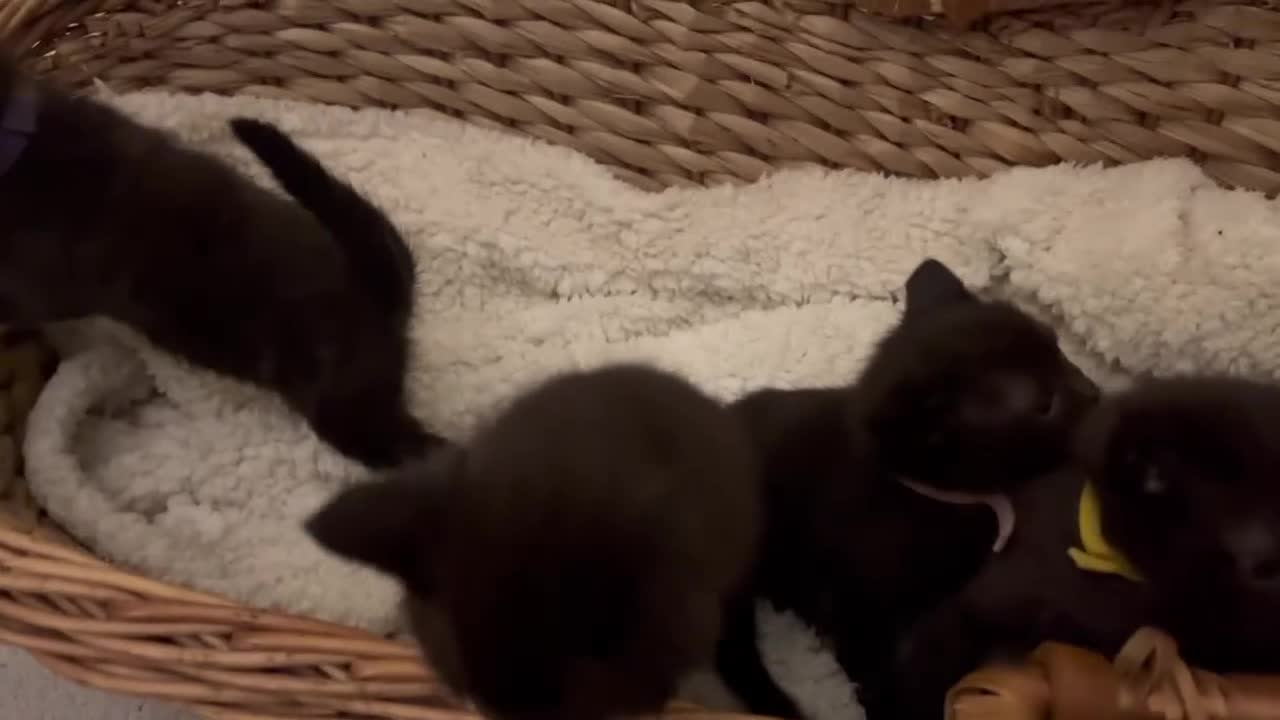 Mixed Breed cats for sale: Stunning ragdoll mix kittens - Video 1