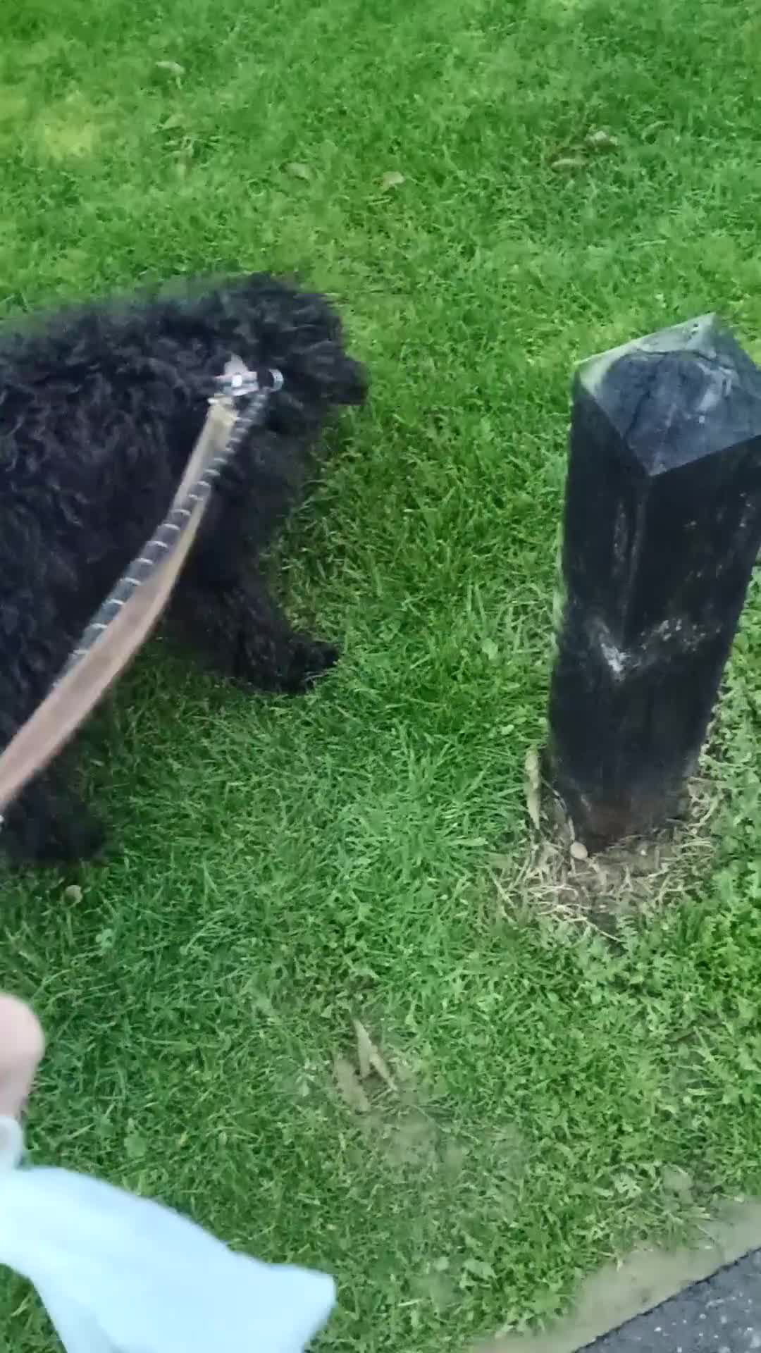 Cockapoo dogs for sale: 9 month old Cockapoo  in Sudbury - Video 1