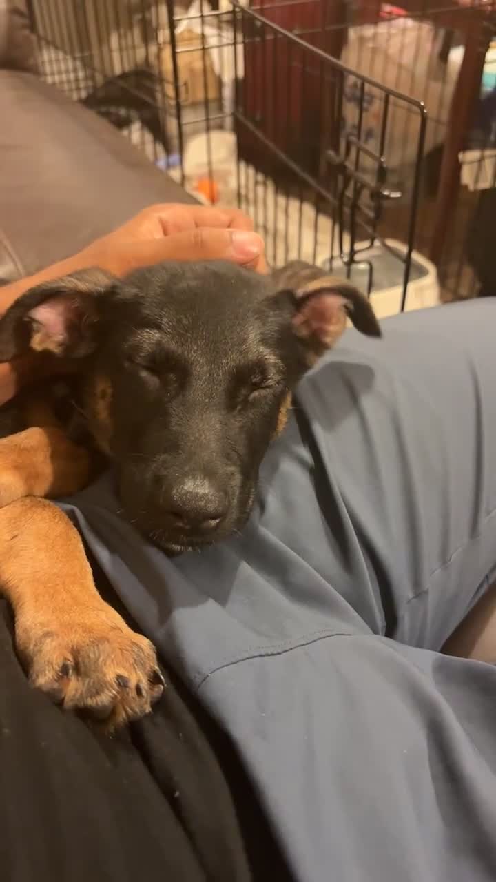 Mixed Breed dogs for sale: rico-dutch shepherd 12 weeks - Video 1