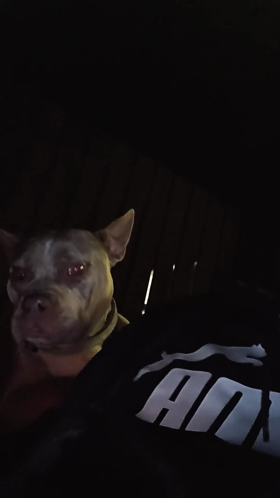 American Bully dogs for sale: Marley - Pocket Bully - Video 2